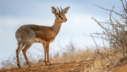 Alert gazelle standing on savannah hill with dry grass