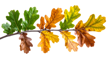 A close-up shot of a twig with colorful oak leaves. The leaves transition in color, showcasing seasonal change, isolated