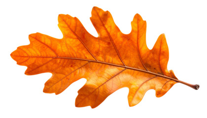 Close-up of an isolated, autumn-colored leaf showcasing its intricate veins and jagged edges on a black backdrop