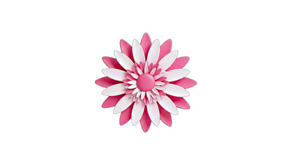 Pink and White Flower on White Background