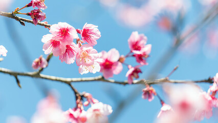 Pink cherry blossom (sakura) flower in a garden.