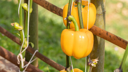 Yellow bell peppers in the vegetable garden.