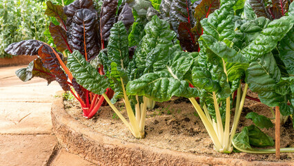 Swiss chard vegetable plant in a garden.