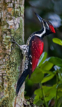 Red-backed flameback