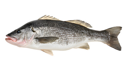 Obraz premium seabass. A fresh sea bass showcased on a clean white background, its detailed scales and texture captured under professional studio lighting. menu design.
