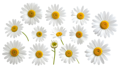 Daisies of varied shapes and sizes are scattered against a black background
