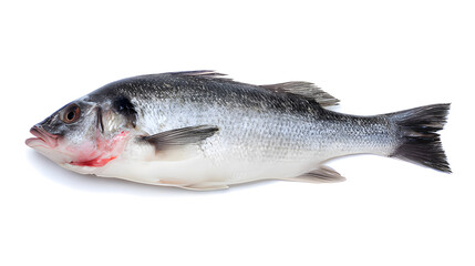 Obraz premium seabass. A fresh sea bass showcased on a clean white background, its detailed scales and texture captured under professional studio lighting. menu design.