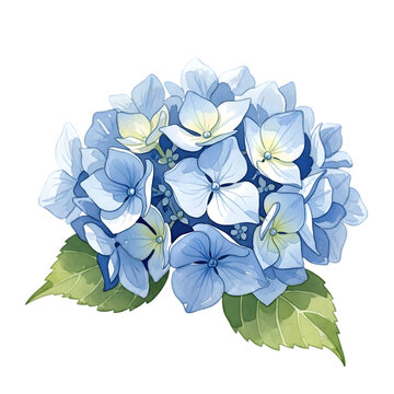 (The soft watercolor-style blue hydrangea flower cluster.)