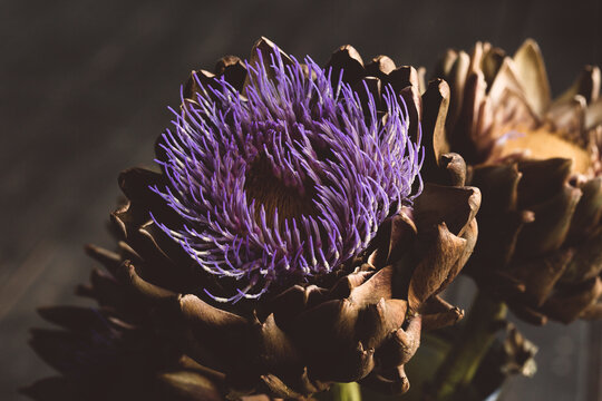 Artischocke Blue flower in full bloom outdoor, closeup. Blooming artichoke with blue purple flowers and green leaves in garden