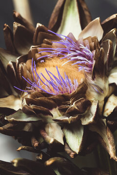 Artischocke Blue flower in full bloom outdoor, closeup. Blooming artichoke with blue purple flowers and green leaves in garden