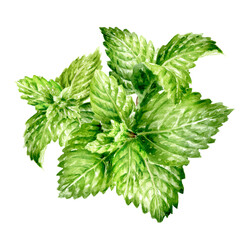 Fresh mint plant with green leaves. Hand painted watercolor illustration, isolated on white background