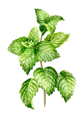 Fresh mint plant with leaves and stem.  Hand painted watercolor illustration isolated on white background