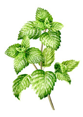 Fresh mint plant with leaves and stem. Hand drawn watercolor illustration, isolated on white background
