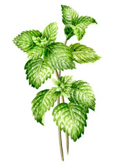 Fresh mint plant with leaves and stem. Hand painted watercolor illustration isolated on white background