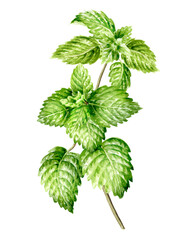 Fresh mint plant with leaves and stem. Hand painted watercolor illustration, isolated on white background
