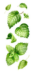 Falling mint leaves, spearmint. Hand painted watercolor illustration isolated on white background