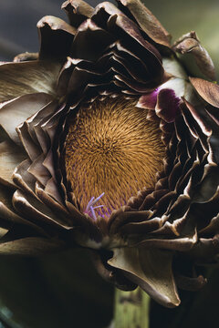 Artischocke Blue flower in full bloom outdoor, closeup. Blooming artichoke with blue purple flowers and green leaves in garden