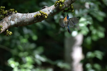 Vibrant Male Tickell's blue flycatcher in mid flight  in a lush green tropical forest over a tree branch with fruits. The background is well blurred with bokeh and tree branches.
