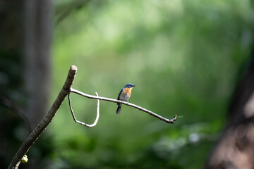 Vibrant Male Tickell's blue flycatcher perch in a lush green tropical forest. The background is well blurred with bokeh and tree branches.