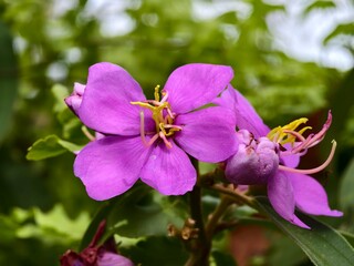 melastoma malabathricum flower in the morning