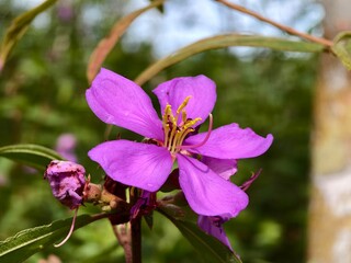 melastoma malabathricum flower in the morning