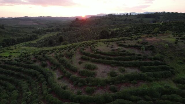 Rows of tea bushes on a plantation at sunset, creating a rural agricultural landscape across the highland plains of the Guria region, Georgia