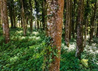 Fototapeta premium Top Down Aerial View of Laurels Plants and Pine Trees in Forest