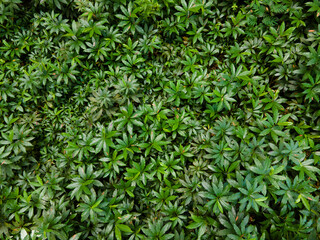 Fototapeta premium Aerial Photo of Phoebe Bournei Laurels Plants in Forest, Top Down View