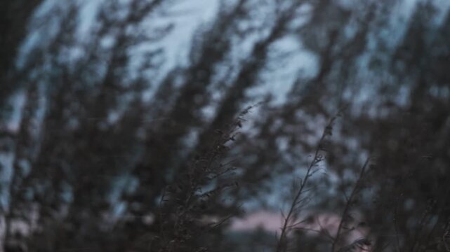 吹雪に揺れる枯草