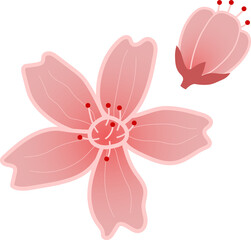 Pink cherry blossom on white background