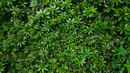 Aerial Photo of Phoebe Bournei Laurels Plants in Forest, Top Down View