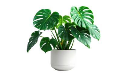Lush monstera deliciosa in white pot, isolated on black, showcases large, split leaves