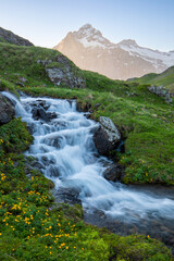 Meadows below Lake Bachalpsee. A clear stream flowing through meadows with views of the Shreckhorn and Wetterhorn in the Alps near Grindelwald, Interlaken. A sunny day during the holidays.