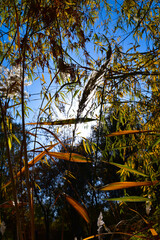 autumn trees in the park