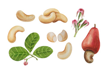 Watercolor cashew nuts set. White background. For your design