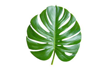 Monstera deliciosa leaf isolated on transparent background in closeup view