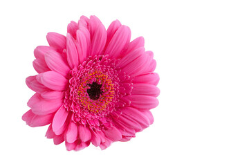 Closeup of a vibrant pink gerbera daisy isolated on transparent background