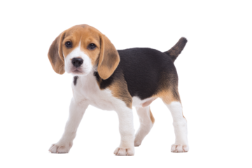 Adorable beagle puppy isolated on transparent background standing still