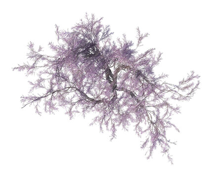 Blossoming cherry tree top view isolated transparent background realistic sketch PNG with alpha channel
