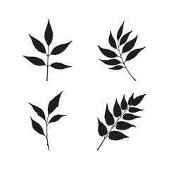 Delicate leaf forming artistic silhouettes on white background