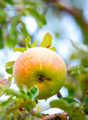 Harvest of apples on a plantation in the garden. Fruit trees with apples. Ripe fruits on the branches of a tree. Gardening in agriculture.