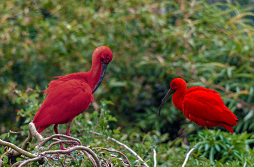 Ibis rouge - Eudocimus ruber - parmi la v&eacute;g&eacute;tation