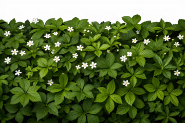 Lush green woodland groundcover featuring small white five petal flowers