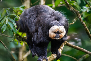 T&ecirc;te de saki &agrave; face blanche, de face	