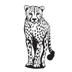 leopard on white background