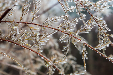 Frozen Branch Glitters, Icecovered Twig Shines Brightly, Crystalline Droplets Adorn Textured Evergreen Needles