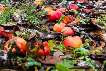 Fallen Fruits Amid Damp Surroundings, Decomposing Apples And Leaves Creating Rustic Autumn Scene