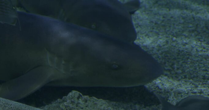 Requin dormeur au fond de l'oc&eacute;an