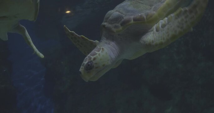 Tortue nageant dans la mer
