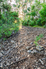 Fototapeta premium Sendero en La Corujera, Tenerife. 